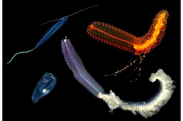 Tiến bộ công nghệ mới đánh dấu bước ngoặt trong nghiên cứu sinh vật dưới biển sâu